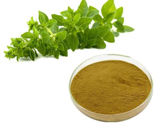 wild oregano extract