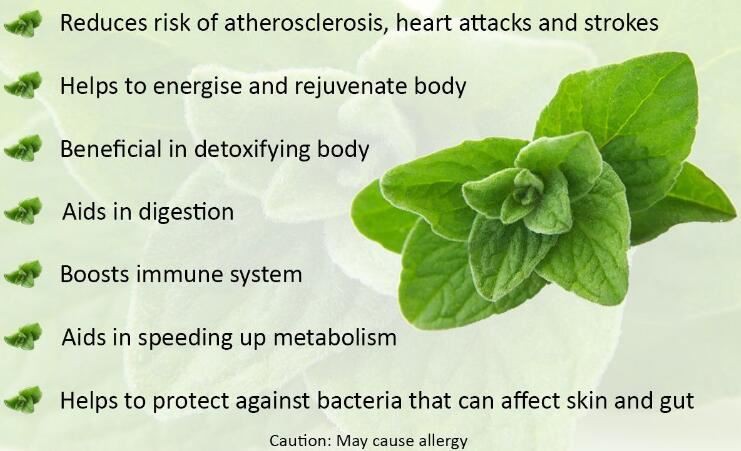 Oregano Leaf Benefits