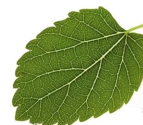 white mulberry leaf white mulberry leaf