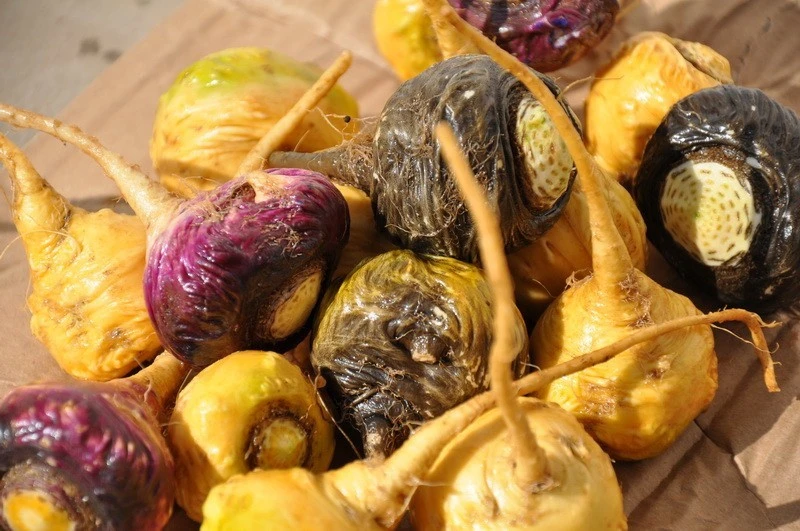 maca variety maca variety
