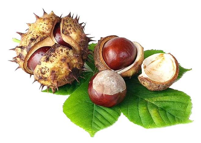 Horse Chestnut Horse Chestnut