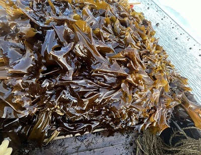 কেল্প বনাম সামুদ্রিক শৈবাল: মূল পার্থক্য, সুবিধা, ব্যবহার এবং কোনটি ভাল?