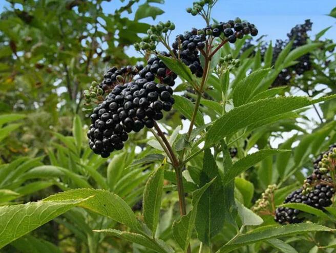 এলুথেরোসাইড এর নন ফার্মাকোলজিকাল প্রভাব