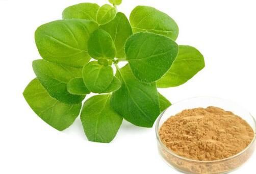 ওরেগানো লিফ এক্সট্র্যাক্ট