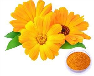ক্যালেন্ডুলা ফুলের নির্যাস