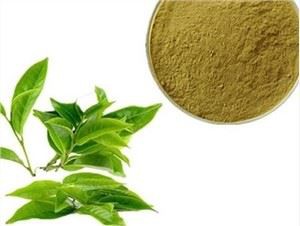 ক্যামেলিয়া সিনেনসিস সবুজ চা পাতার নির্যাস