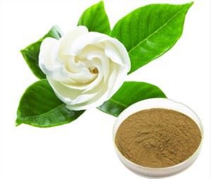 গার্ডেনিয়া জেসমিনয়েডস নির্যাস