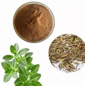 থাইমাস সারপিলাম নির্যাস